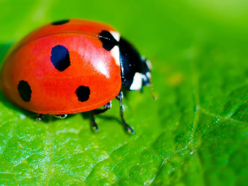 Lotta Biologica